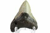 Fossil Megalodon Tooth - North Carolina #152988-2